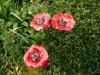 Les pavots rouges décoration florale en céramique . Des points de couleur vive pour créer des  impacts visuels sur votre terrasse ou dans votre jardin. 